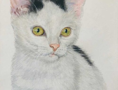 Dico, een jeugdportret van deze poes.