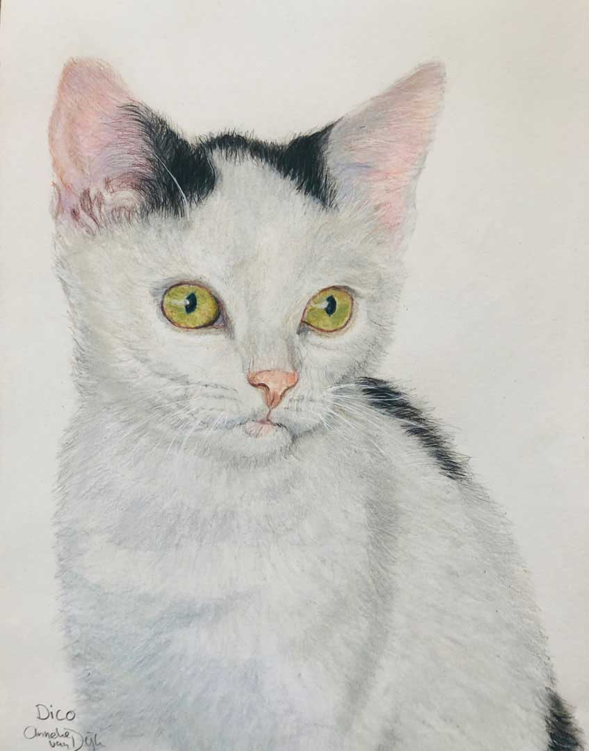 2020 Dico-tekening-witte-kat-opdracht-realistisch