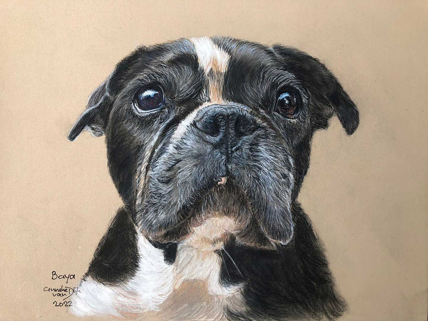 Baya-tekening-Franse-buldog-realistische-kleurpotlood-tekening-opdracht