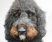Femke-tekening-labradoodle-hondenras-kado-cadeau