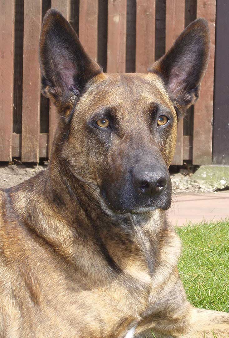 Loekie-foto-kruising-Hollandse-en-Mechelse-herder-opdracht-herinnering