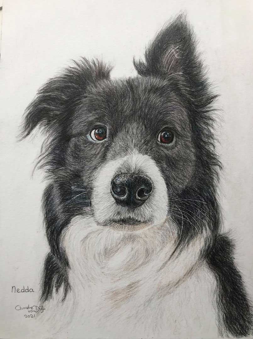 Nedda-tekening-bordercollie--kleurpotlood-hondenras-opdracht