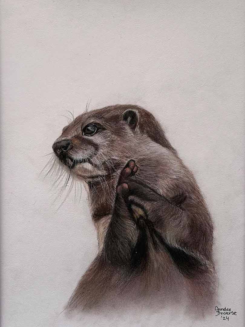 realistische-kleurpotlood-tekening-otter