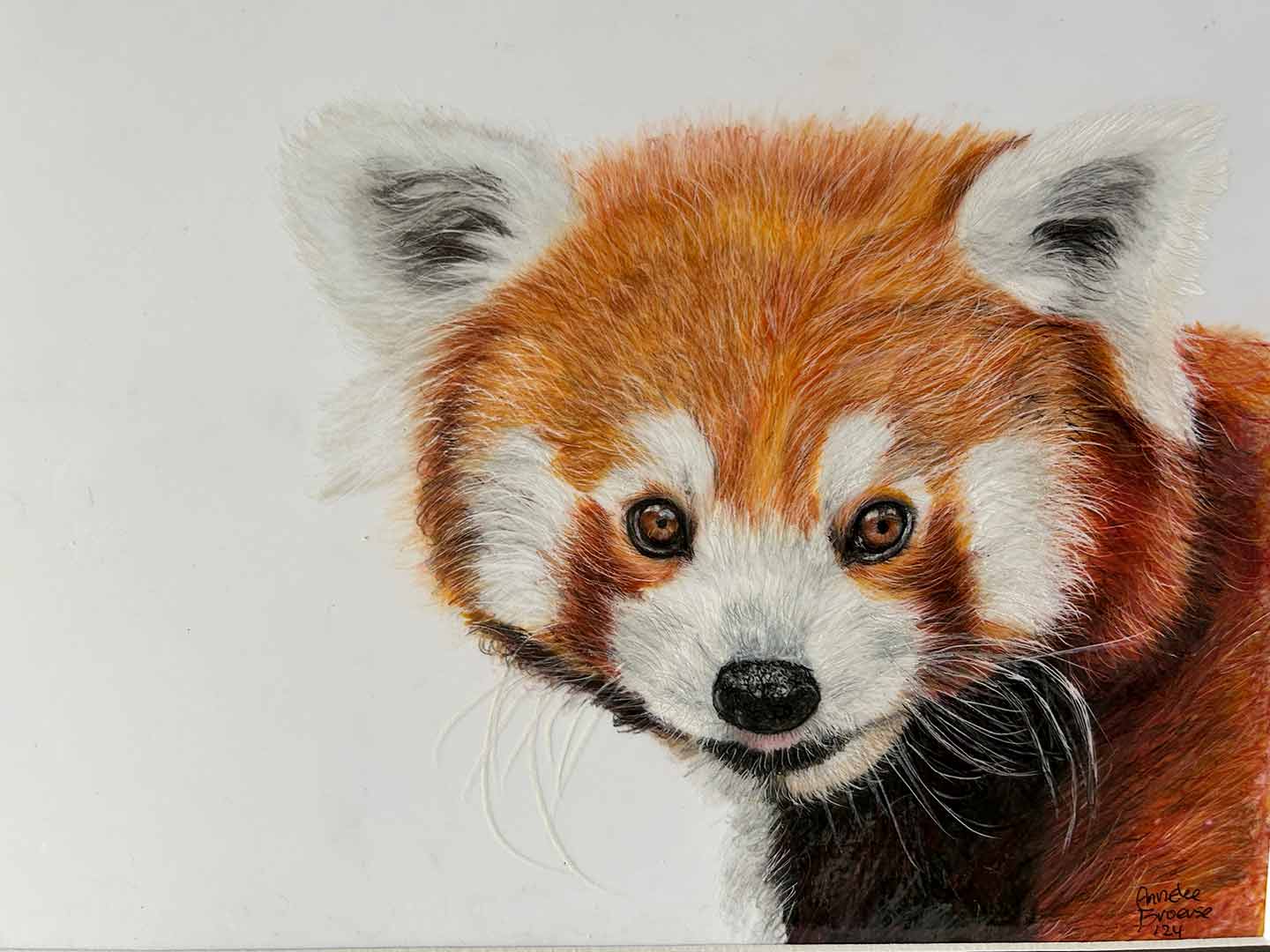 rode-panda-kleurpotlood-tekening