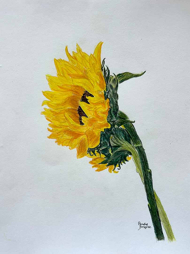 zonnebloem-tekening-anneke-broerse